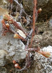 Petrosedum forsterianum