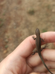 Podarcis guadarramae