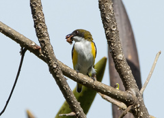 Dicaeum aureolimbatum