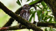 Glaucidium sanchezi