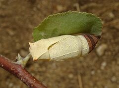Iphiclides feisthamelii
