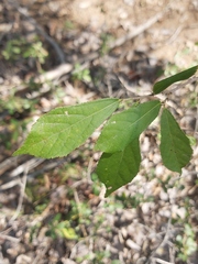 Grewia inaequilatera