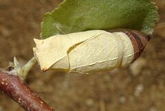 Iphiclides feisthamelii