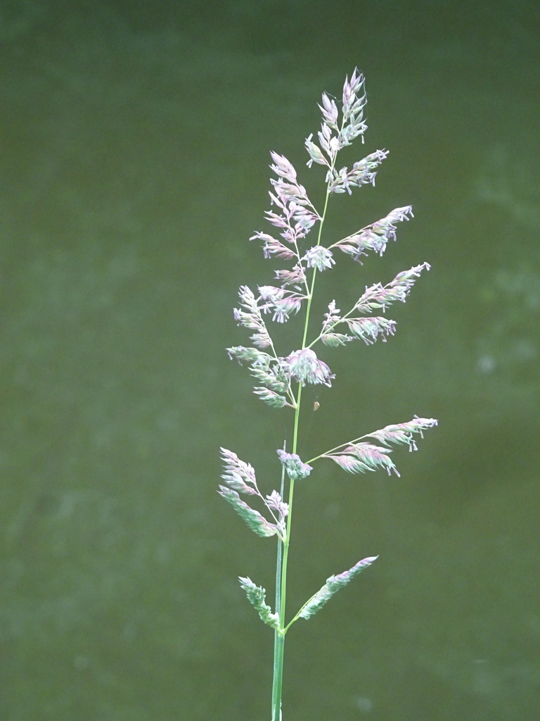 reed canary grass from Тугулымский рн, Свердловская обл., Россия on