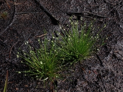 Isolepis cernua