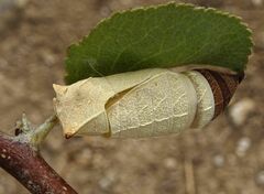 Iphiclides feisthamelii
