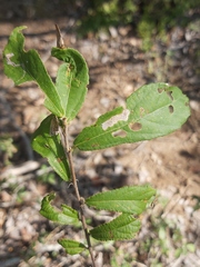 Grewia inaequilatera