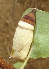 Iphiclides feisthamelii