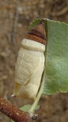 Iphiclides feisthamelii