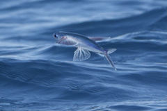 Cheilopogon