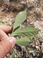 Grewia inaequilatera