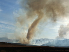 Scleroptila levaillantii
