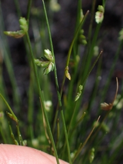 Isolepis cernua