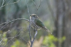 Chrysococcyx lucidus