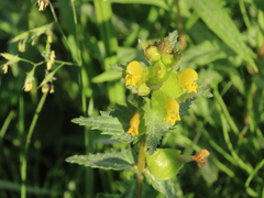 Rhinanthus minor