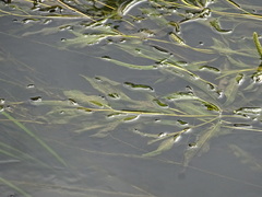 Potamogeton lucens