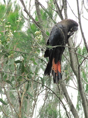 Calyptorhynchus lathami