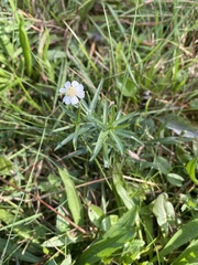 Achillea ptarmica