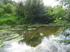Potamogeton lucens