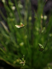 Isolepis cernua