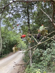 Rosa canina