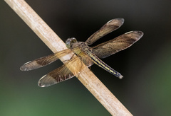 Neurothemis manadensis