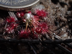 Drosera pygmaea