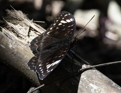 Lexias aeetes