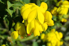 Liparia hirsuta
