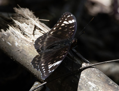Lexias aeetes