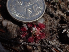 Drosera pygmaea