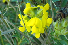 Liparia hirsuta
