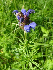 Dracocephalum ruyschiana