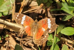 Anartia amathea