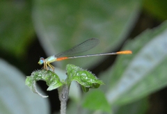 Ceriagrion cerinorubellum