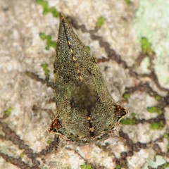 Glossonotus acuminatus