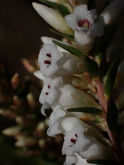 Epacris obtusifolia