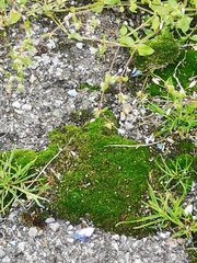 Bryum argenteum