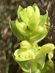 Satyrium