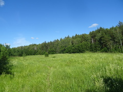 Deschampsia cespitosa