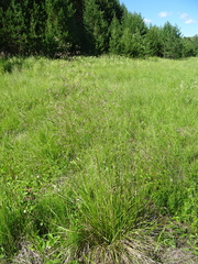 Deschampsia cespitosa