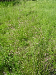 Deschampsia cespitosa