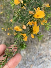 Pultenaea