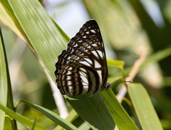 Phaedyma daria