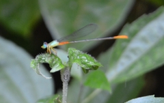 Ceriagrion cerinorubellum