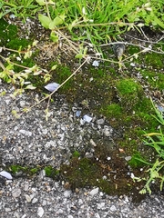Bryum argenteum