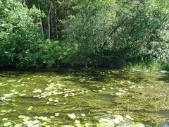Potamogeton lucens
