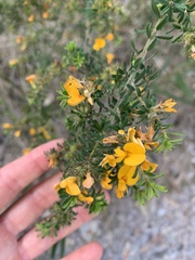 Pultenaea