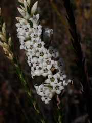 Epacris obtusifolia