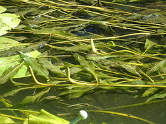 Potamogeton lucens